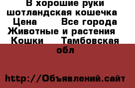 В хорошие руки шотландская кошечка › Цена ­ 7 - Все города Животные и растения » Кошки   . Тамбовская обл.